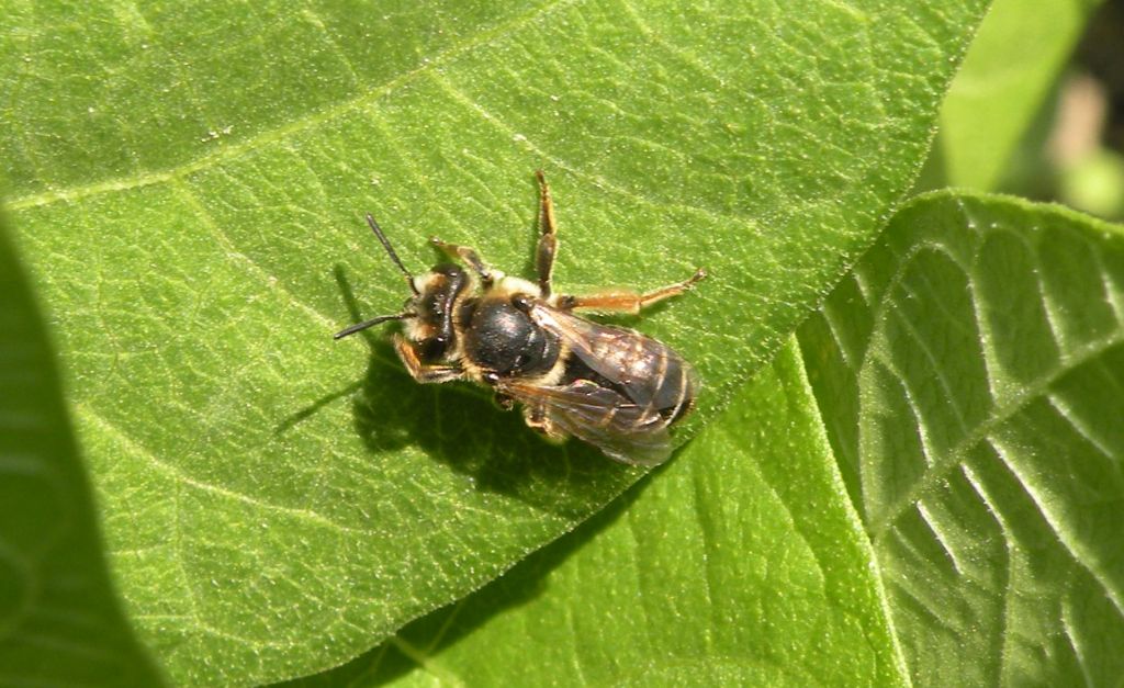 femmine di Andrena sp. e Apidae Halictinae